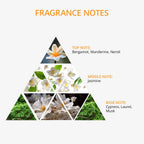 Regenaration BB Cream